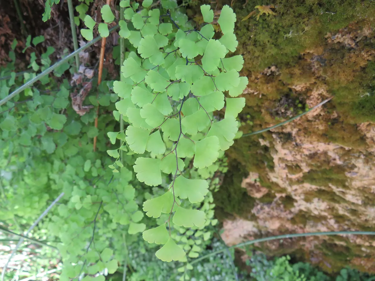European Maidenhair Fern (Adiantum capillus-veneris) showing delicate fan-shaped leaflets on dark wiry stems