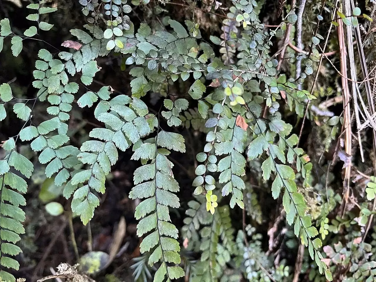 Maidenhair Fern (Adiantum cunninghamii)