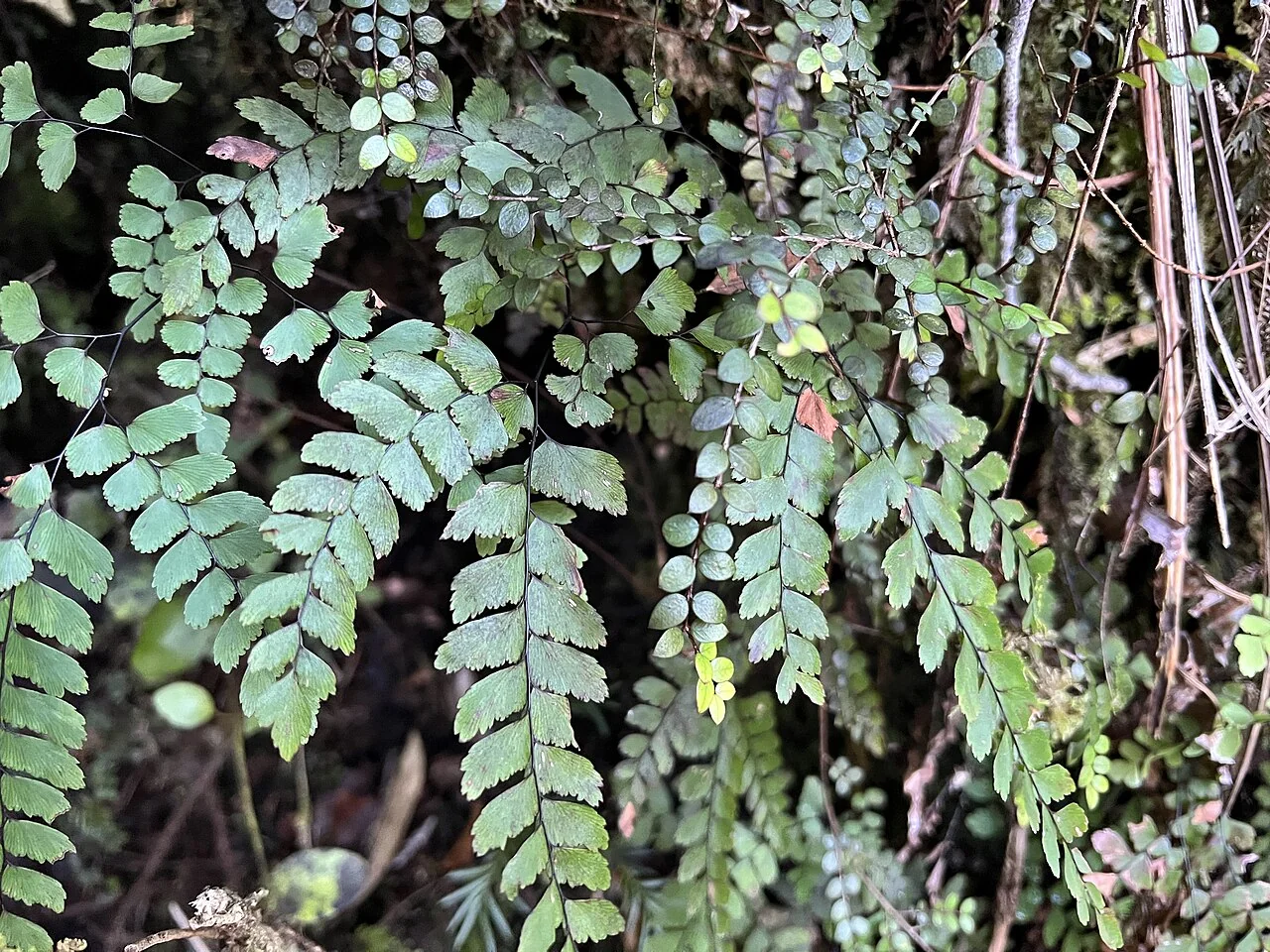 Adiantum cunninghamii