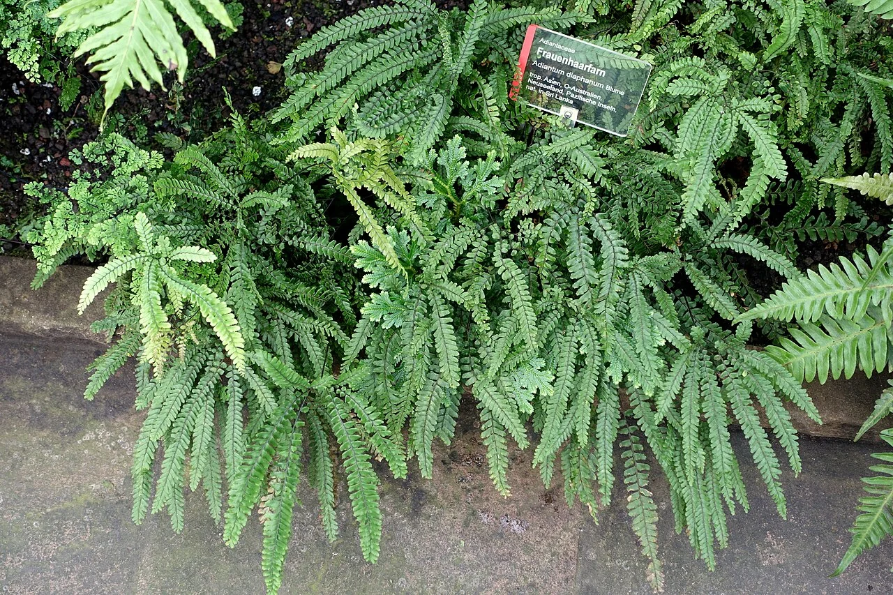 Small Maidenhair Fern (Adiantum diaphanum) displaying its characteristic delicate, translucent fronds