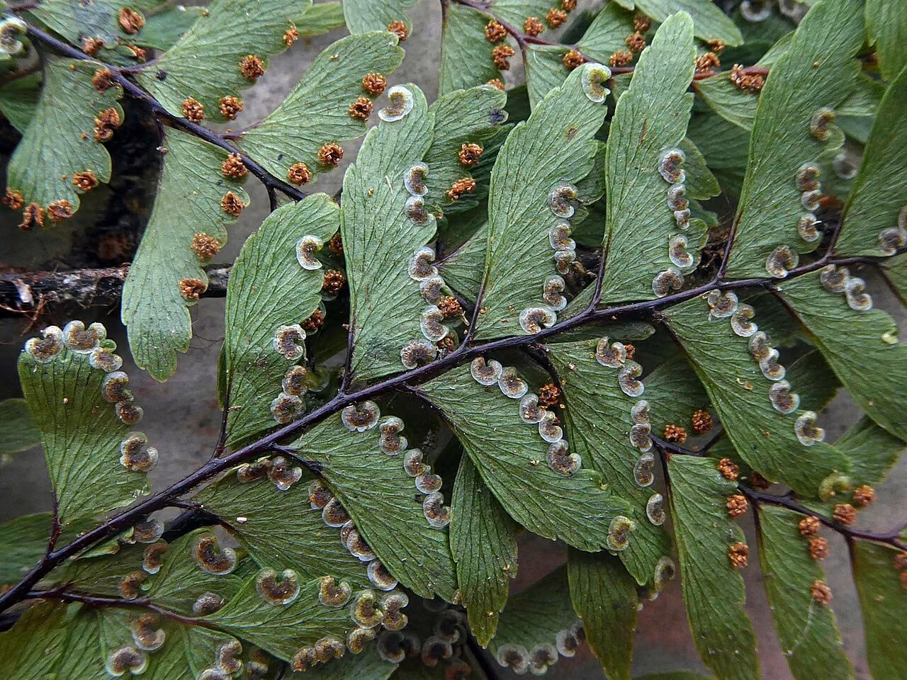Adiantum fulvum (Adiantum fulvum) hero image
