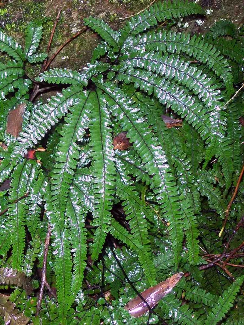 Rosy Maidenhair Fern (Adiantum hispidulum) hero image