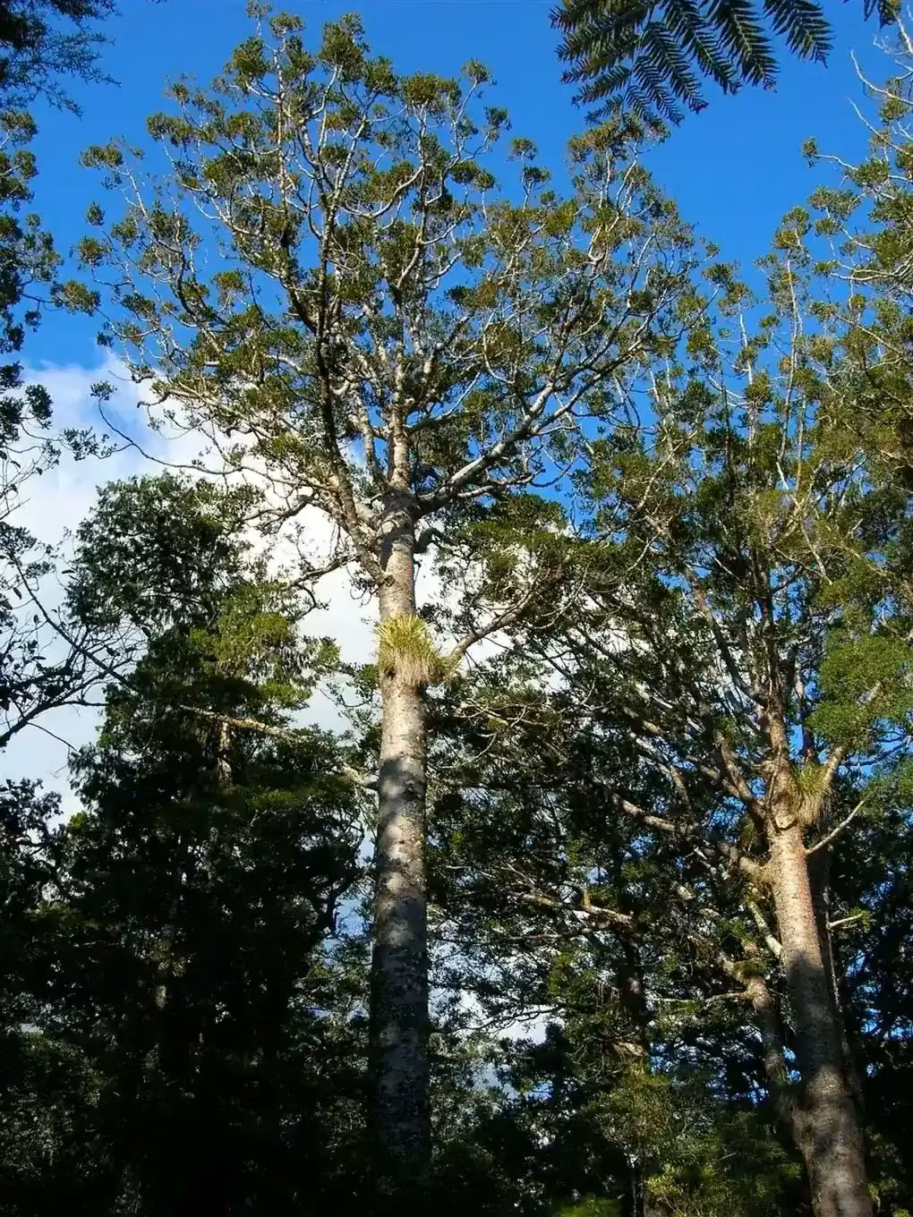 Trees category hero image