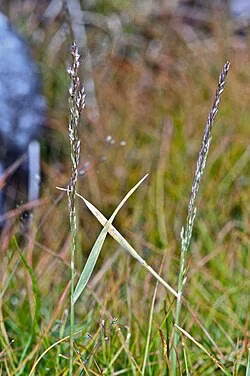 Dyer's Bentgrass (Agrostis dyeri)
