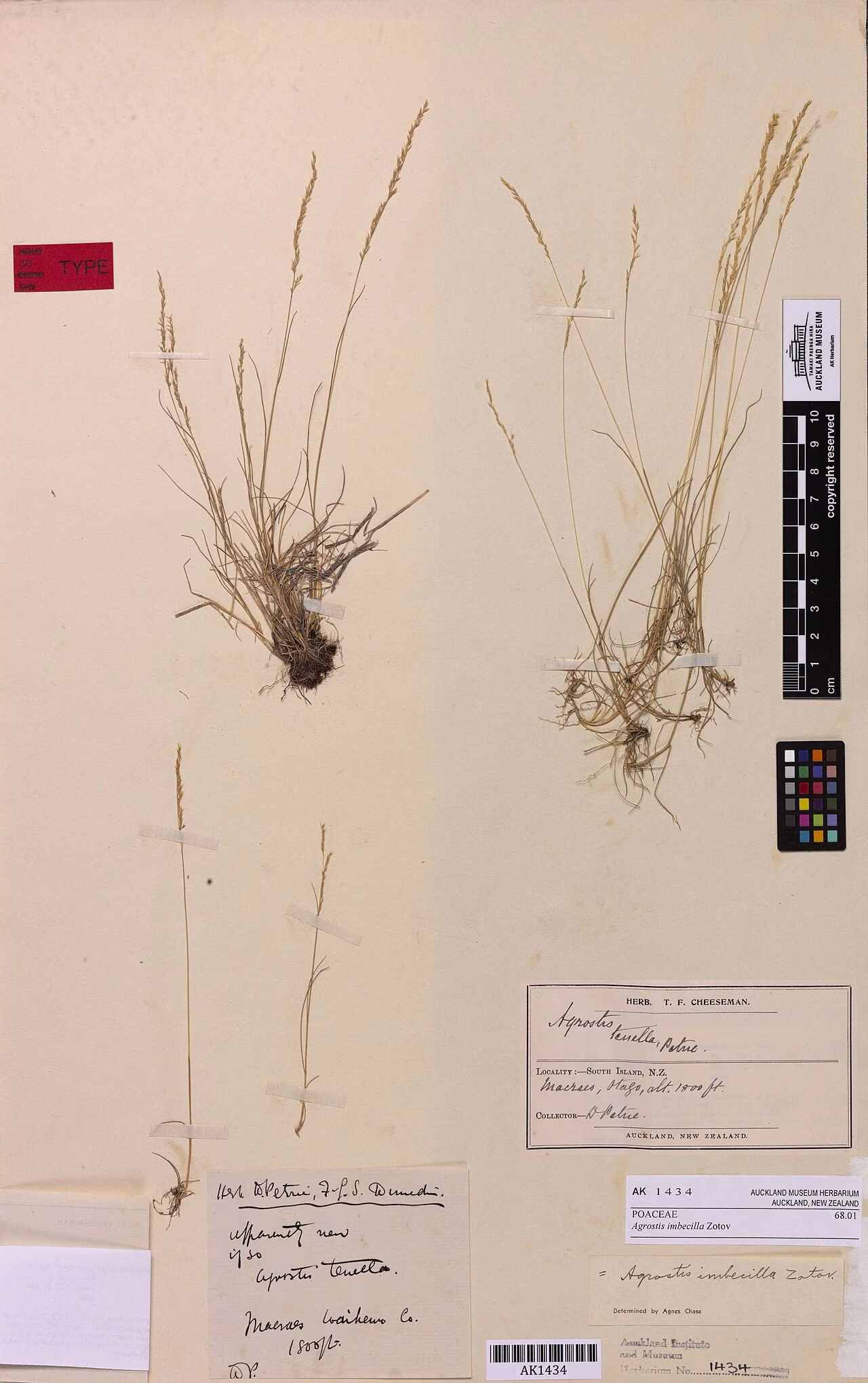 Agrostis imbecilla (Agrostis imbecilla)