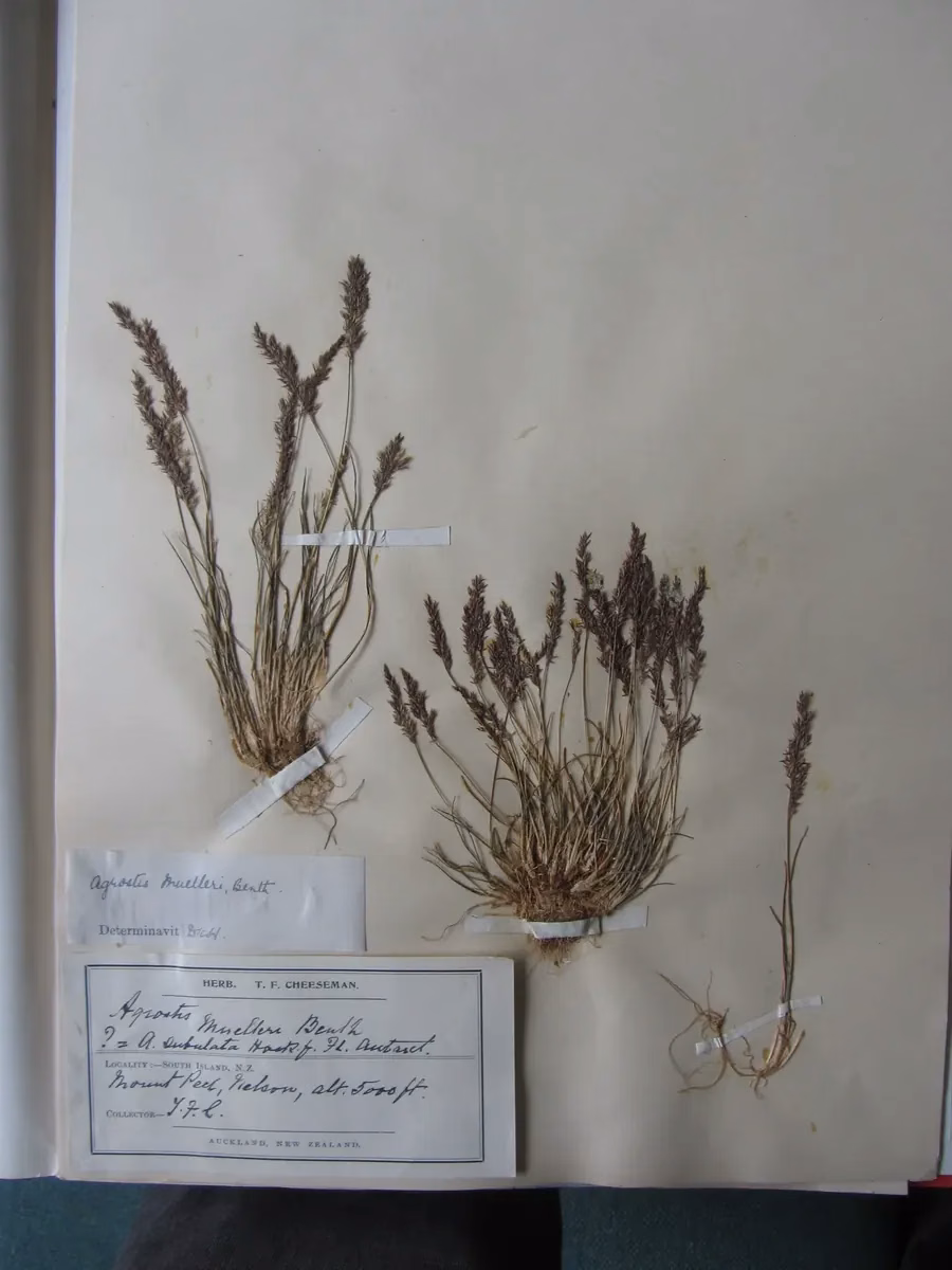 Mueller's Bent Grass (Agrostis muelleriana)