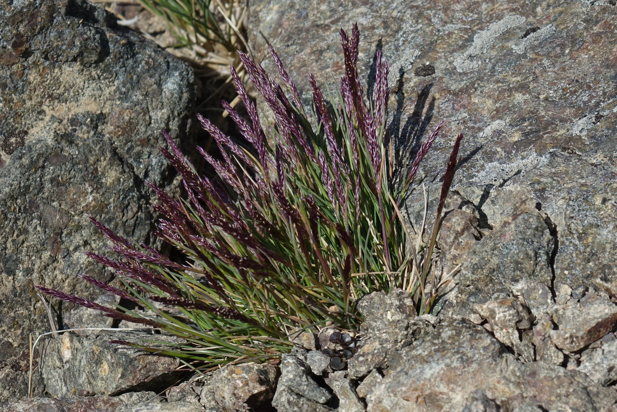 Agrostis muelleriana with fine leaves and airy flowering stems