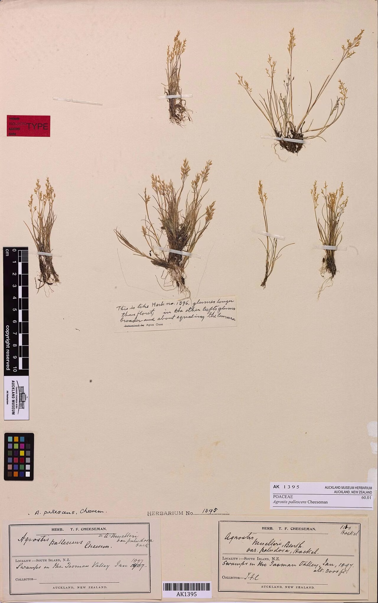 Agrostis pallescens (Agrostis pallescens)