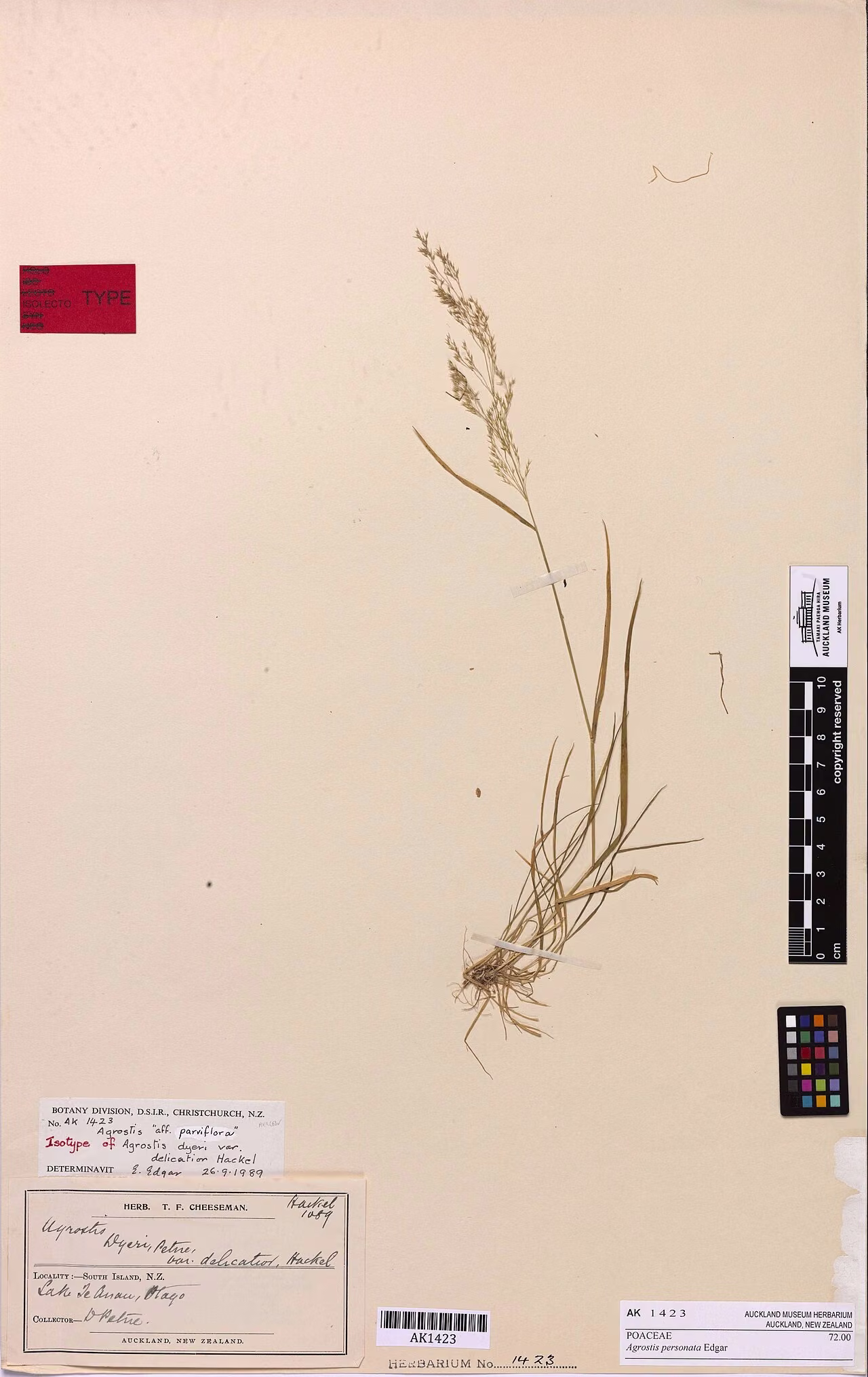 Agrostis personata (Agrostis personata)