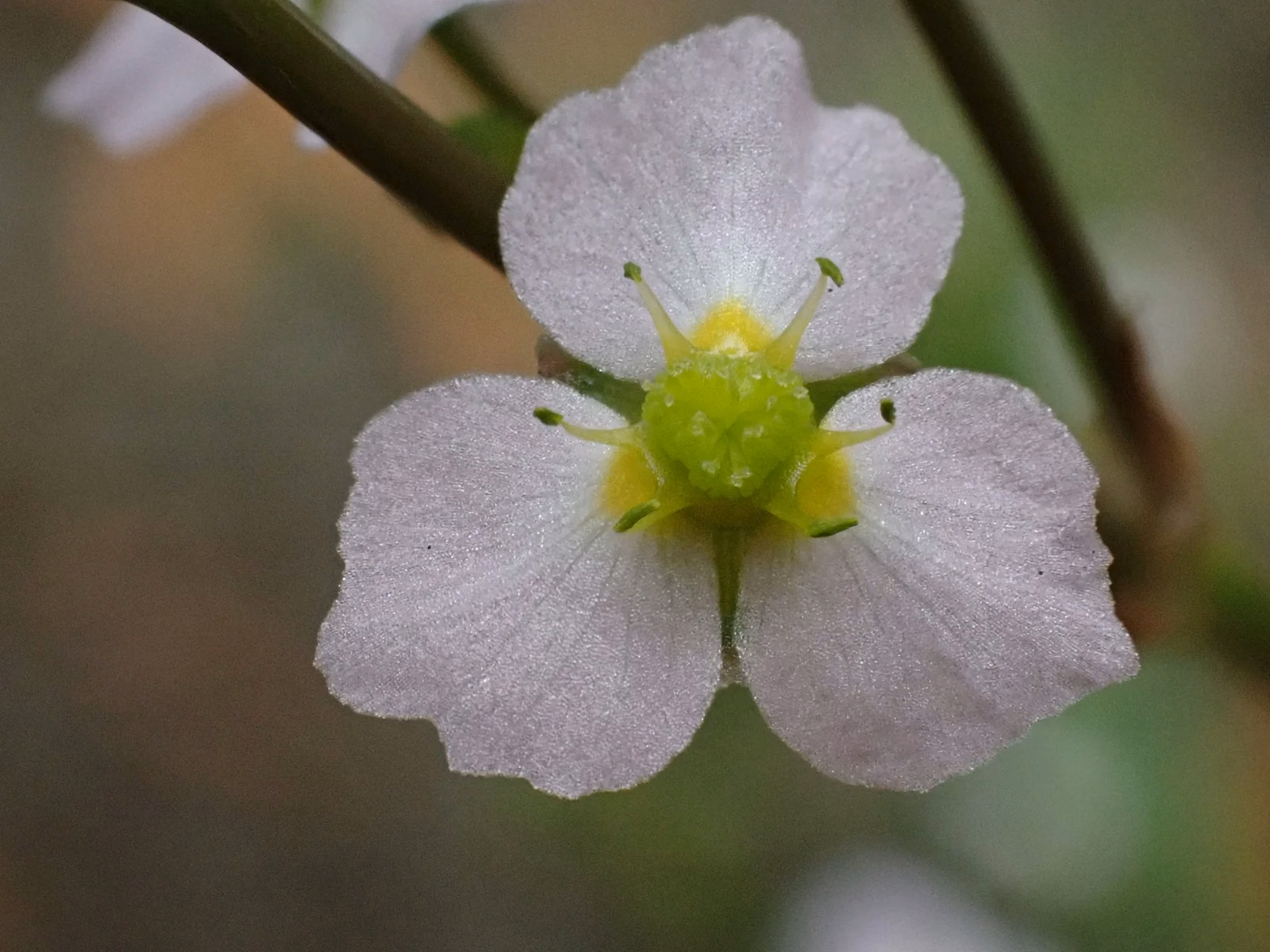 Alisma Lanceolatum Native Plant (Alisma lanceolatum)