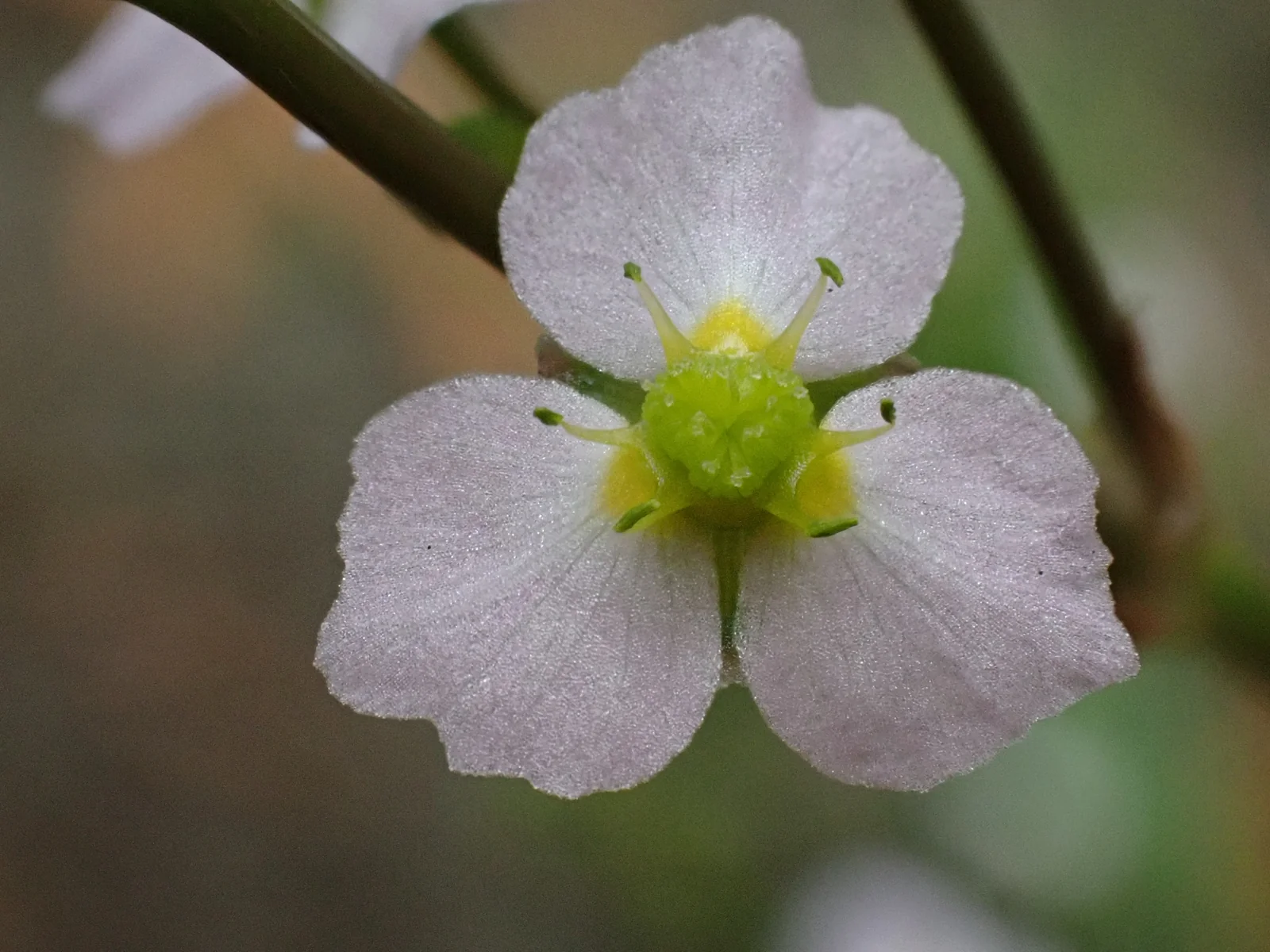 Alisma Lanceolatum Native Plant (Alisma lanceolatum)