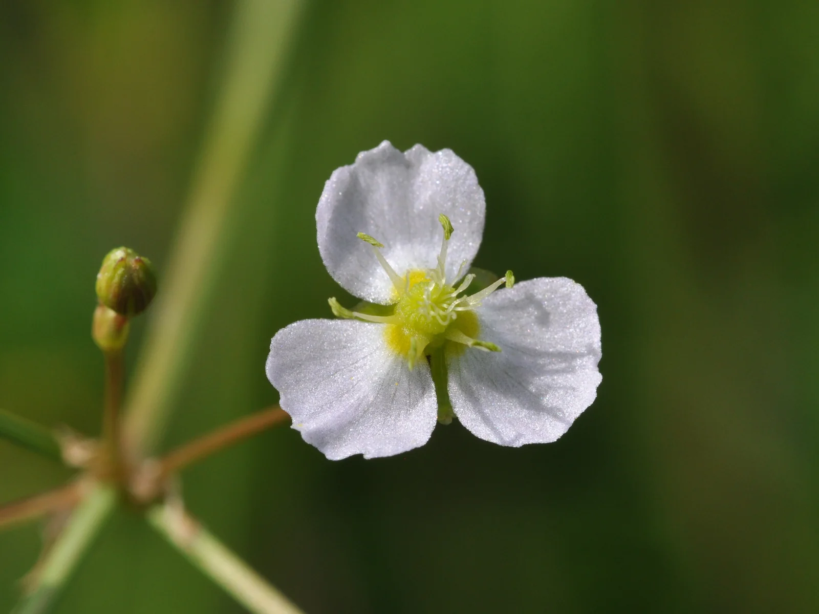 Alisma Plantago Aquatica Native Plant (Alisma plantago-aquatica)