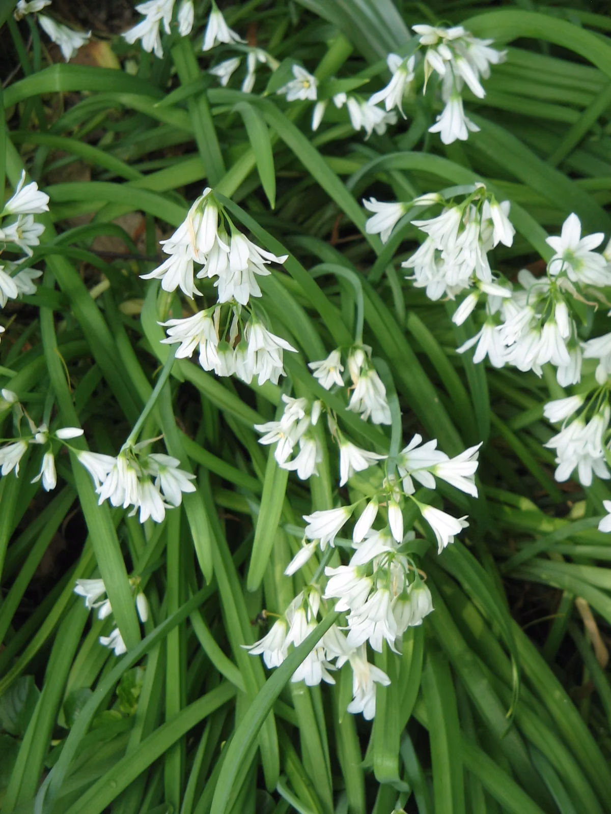 Allium Triquetrum Native Plant (Allium triquetrum)