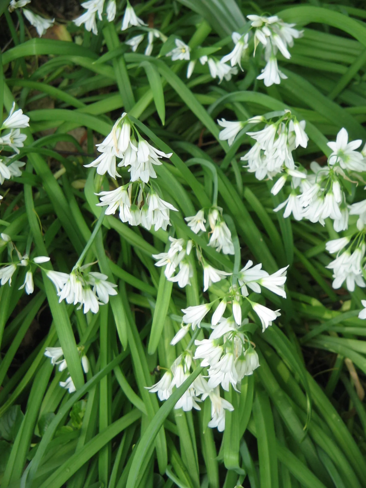 Allium Triquetrum Native Plant (Allium triquetrum)