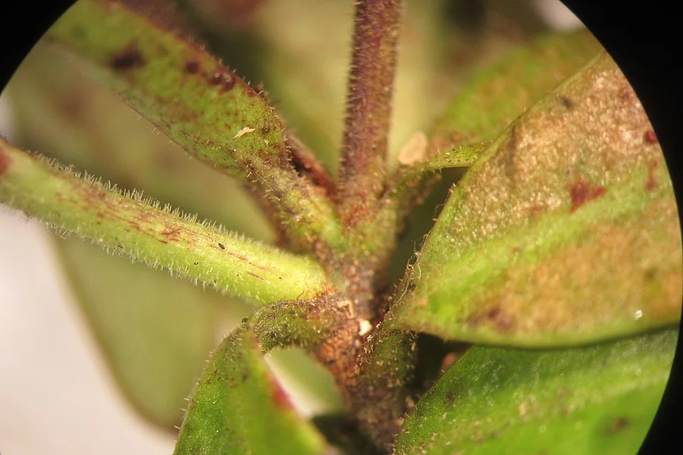 Narrow-leaved Toropapa (Alseuosmia linariifolia)