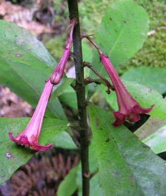Large-Leaved Toropapa hero image