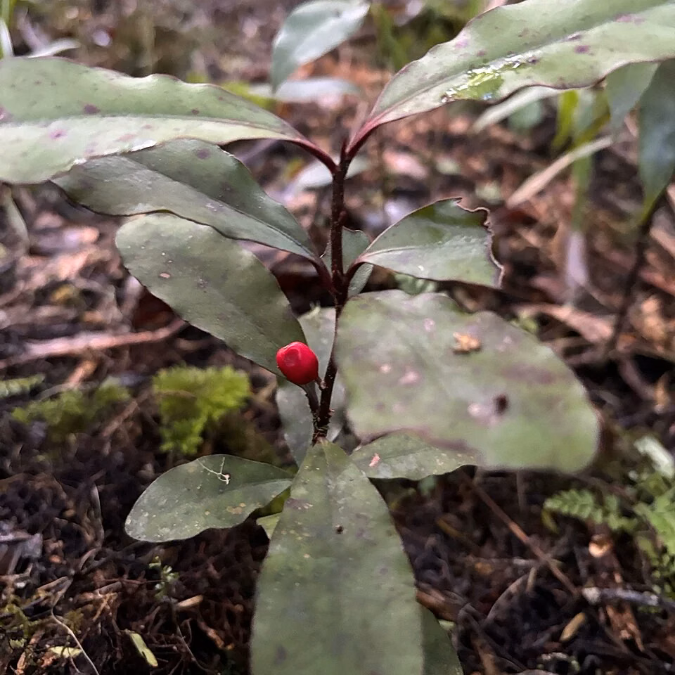 Small Toropapa (Alseuosmia pusilla)