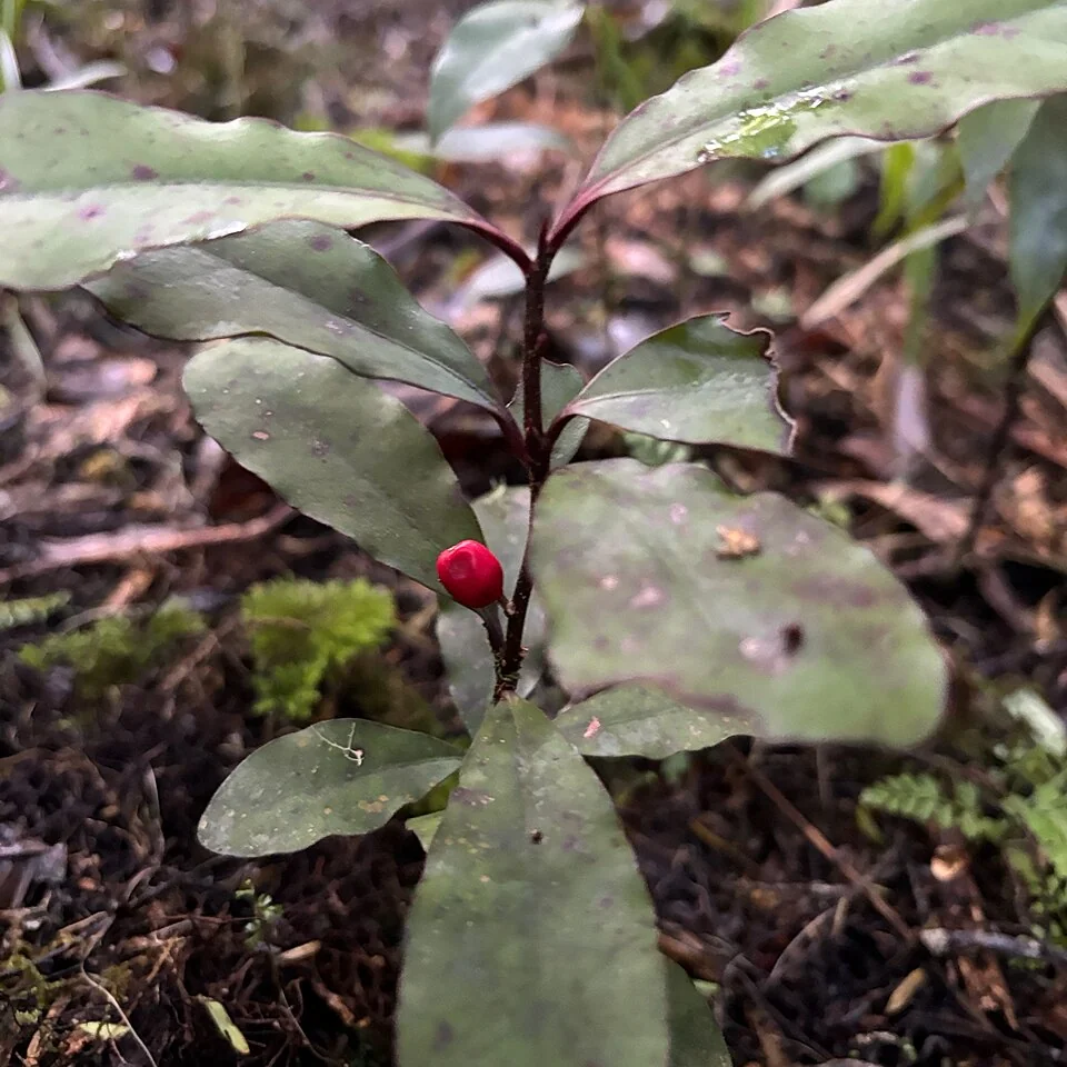 Alseuosmia pusilla, compact shrub with small leaves and tubular flowers