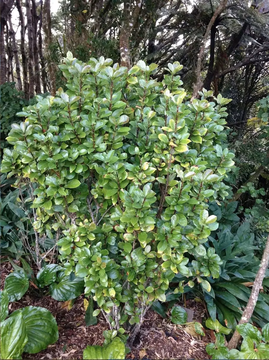 Oak-leaved Toropapa (Alseuosmia quercifolia)