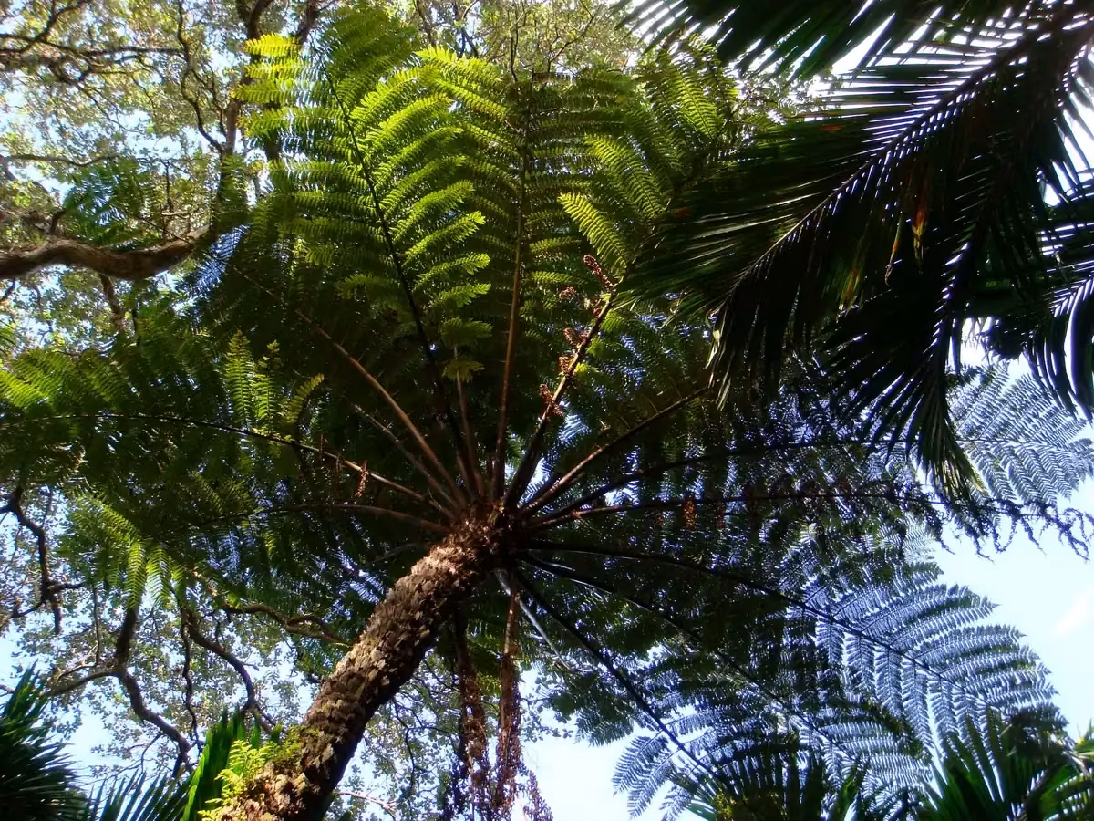 Kermadec Tree Fern (Alsophila kermadecensis) showing arching green tree fern fronds