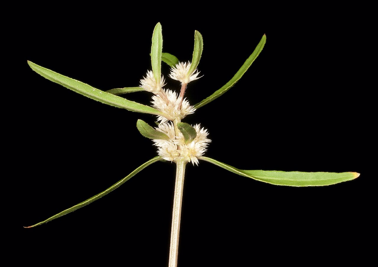 Alternanthera denticulata (Alternanthera denticulata)
