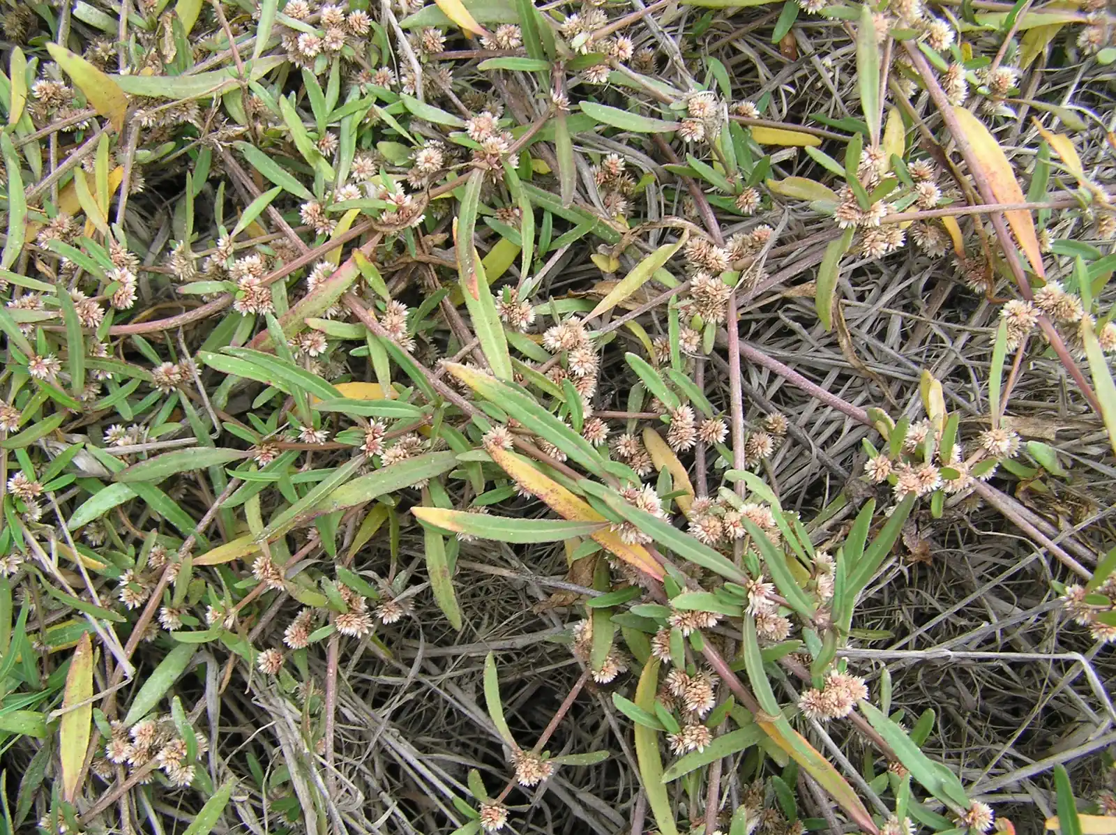 Alternanthera Nahui Native Plant (Alternanthera nahui)