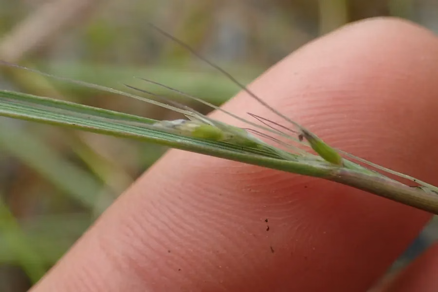 Amphibromus Fluitans Grass (Amphibromus fluitans)