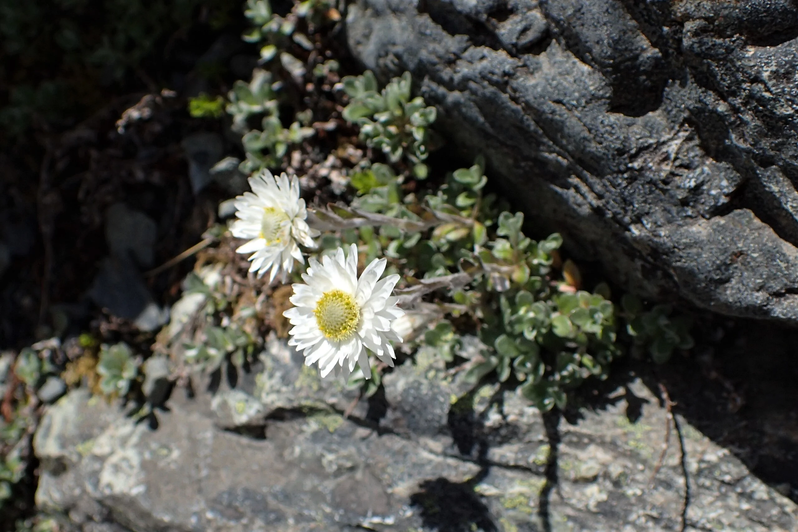 Anaphalioides bellidioides mat with small leaves and papery daisy heads