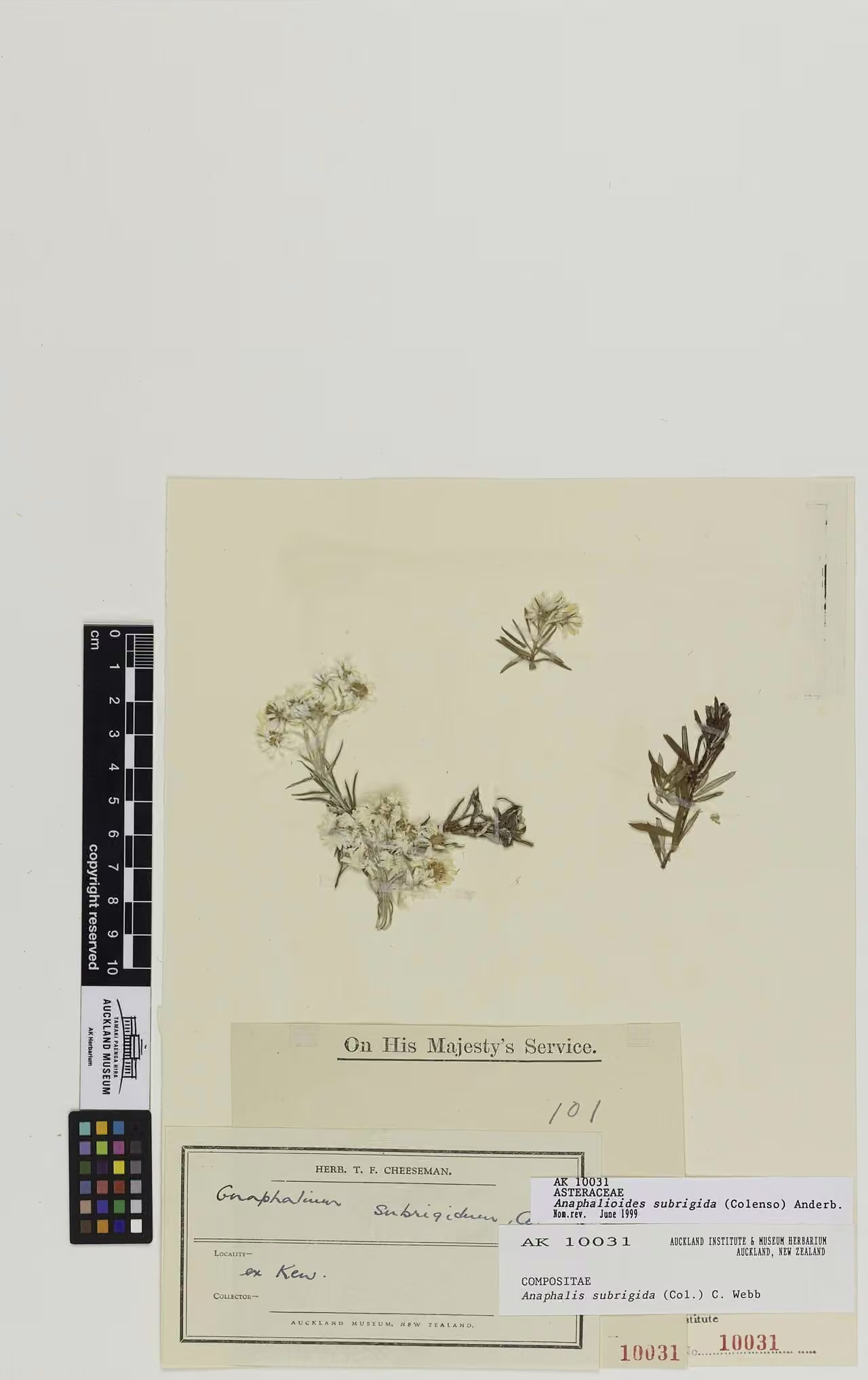 Anaphalioides subrigida (Anaphalioides subrigida)