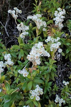 Puatea (Anaphalioides trinervis) hero image