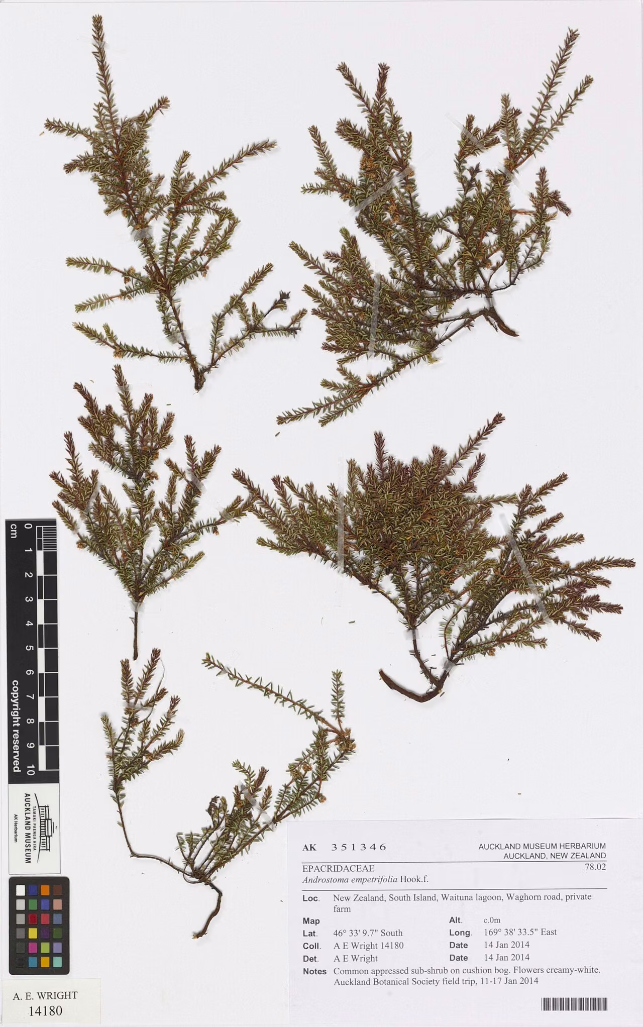 Androstoma empetrifolia (Androstoma empetrifolia)