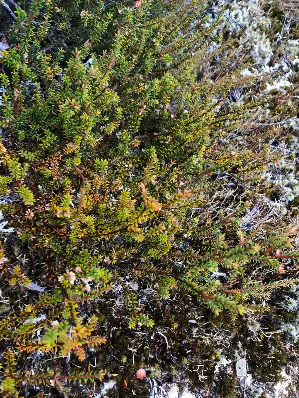 Androstoma Empetrifolium Native Plant (Androstoma empetrifolium)