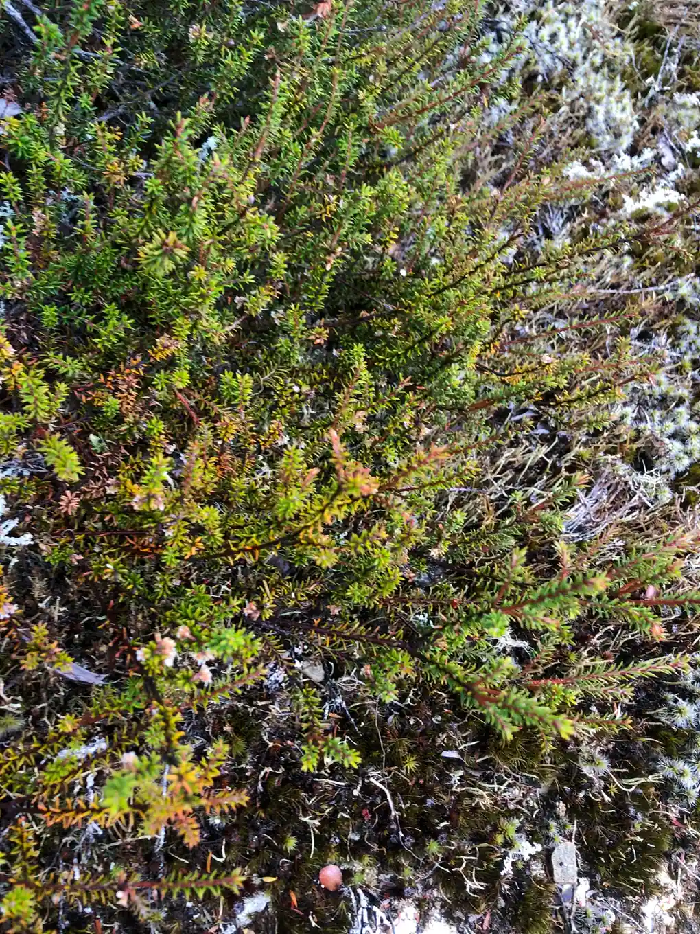 Androstoma Empetrifolium Native Plant (Androstoma empetrifolium)