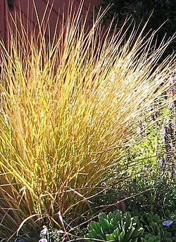 Gossamer Grass hero image