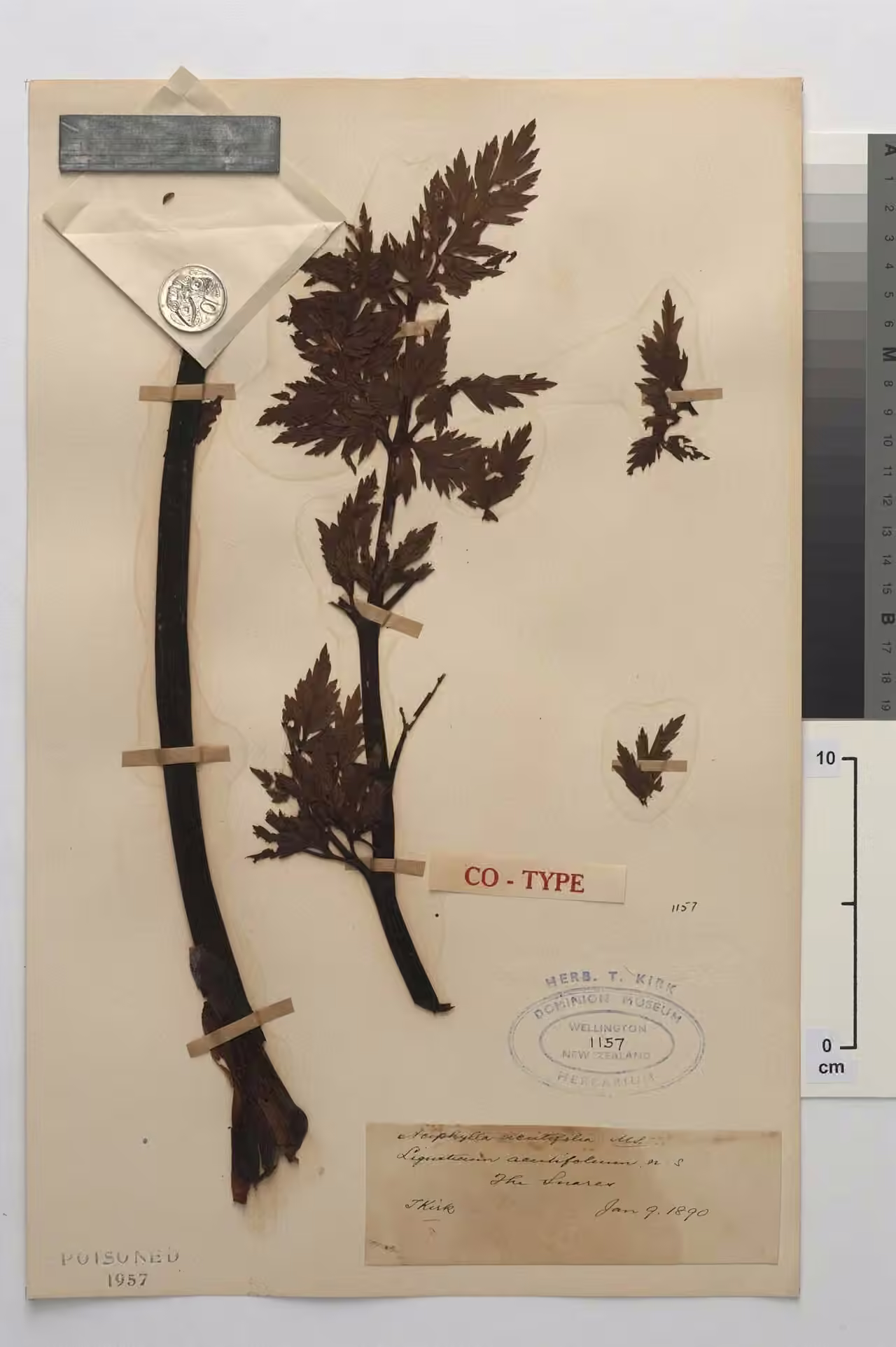 Anisotome acutifolia (Anisotome acutifolia)