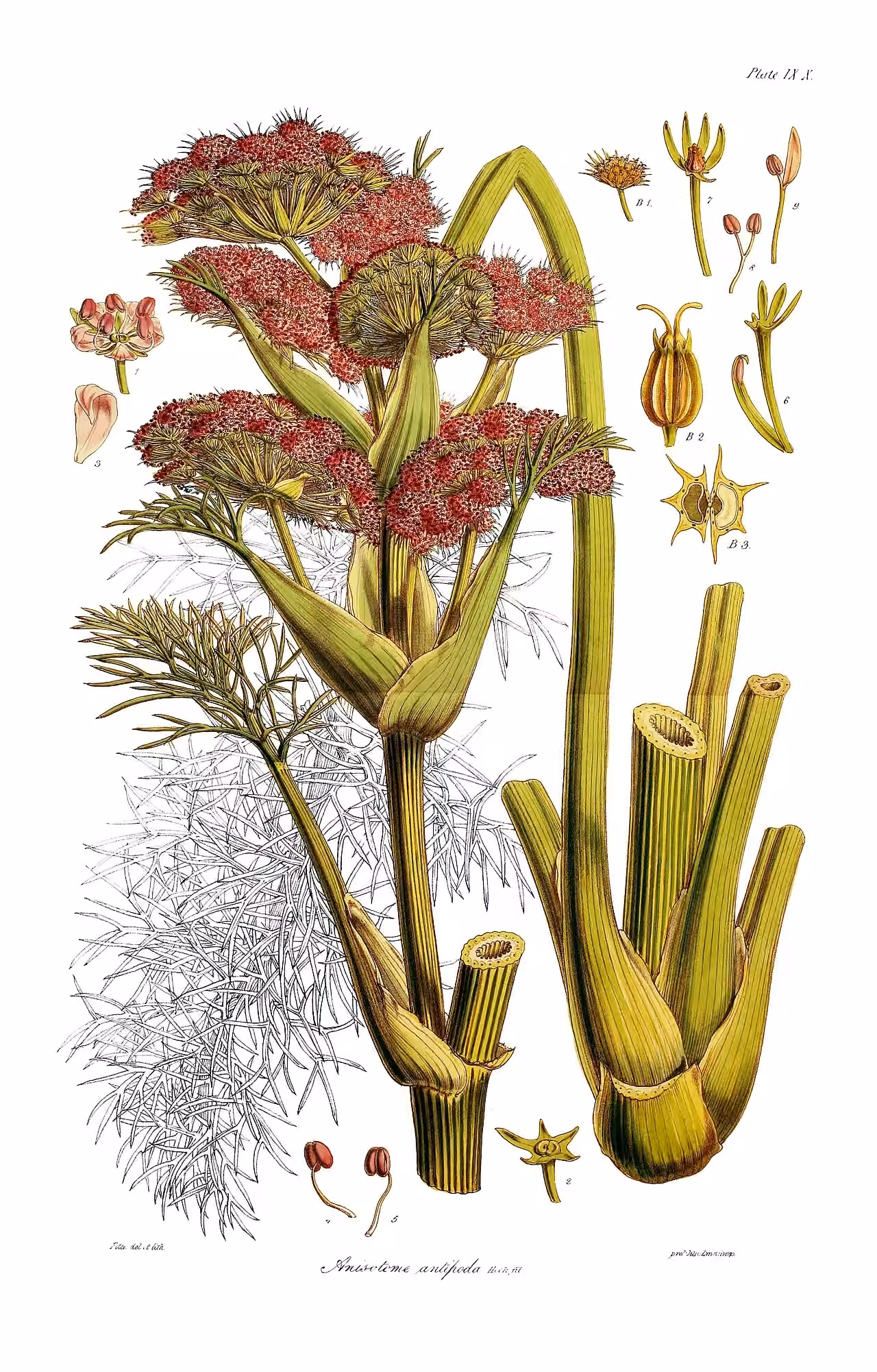 Anisotome antipoda (Anisotome antipoda)