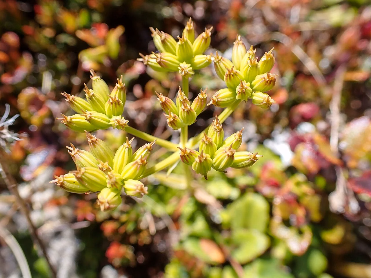 Kopoti (Anisotome aromatica)