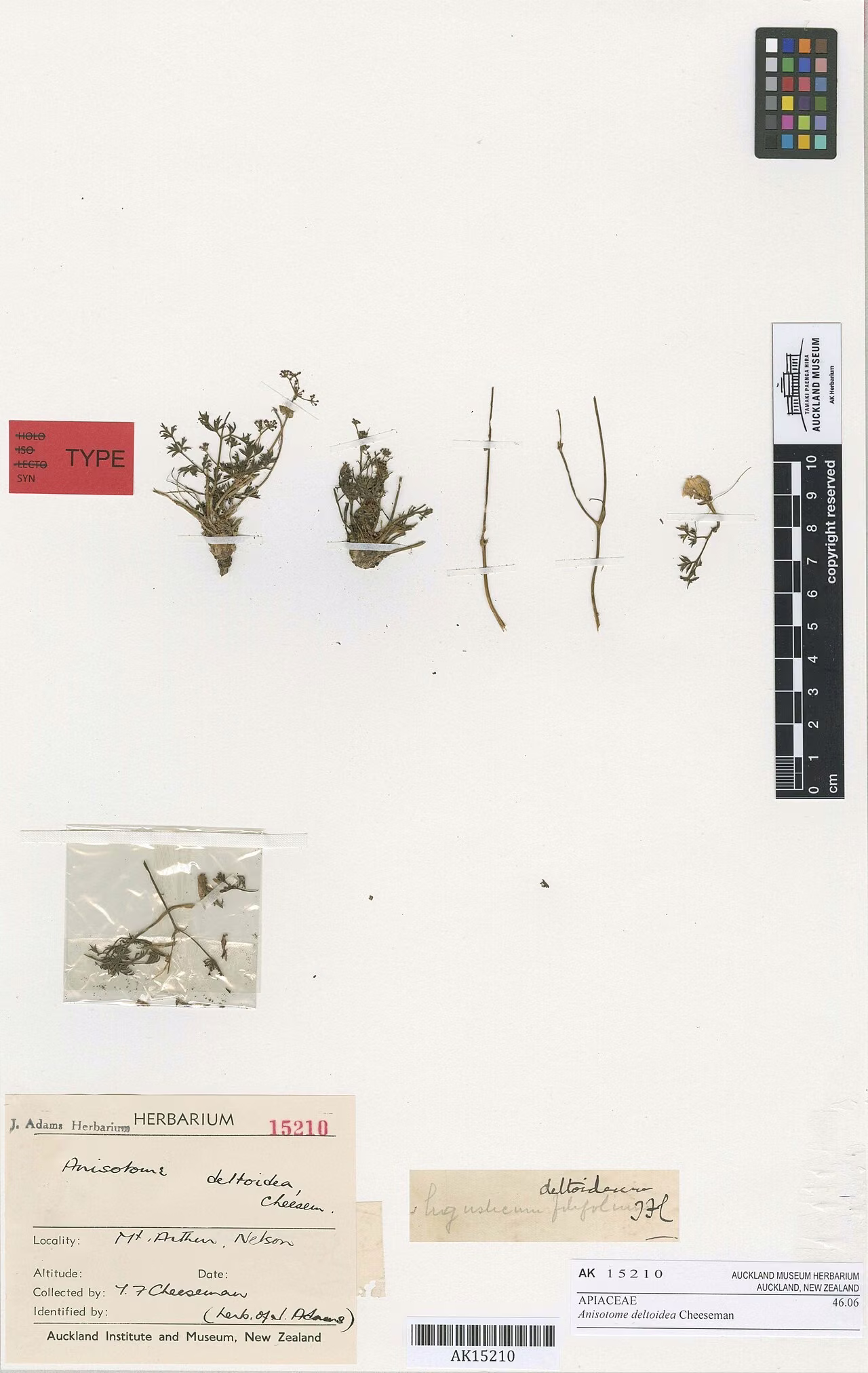 Anisotome deltoidea (Anisotome deltoidea) hero image