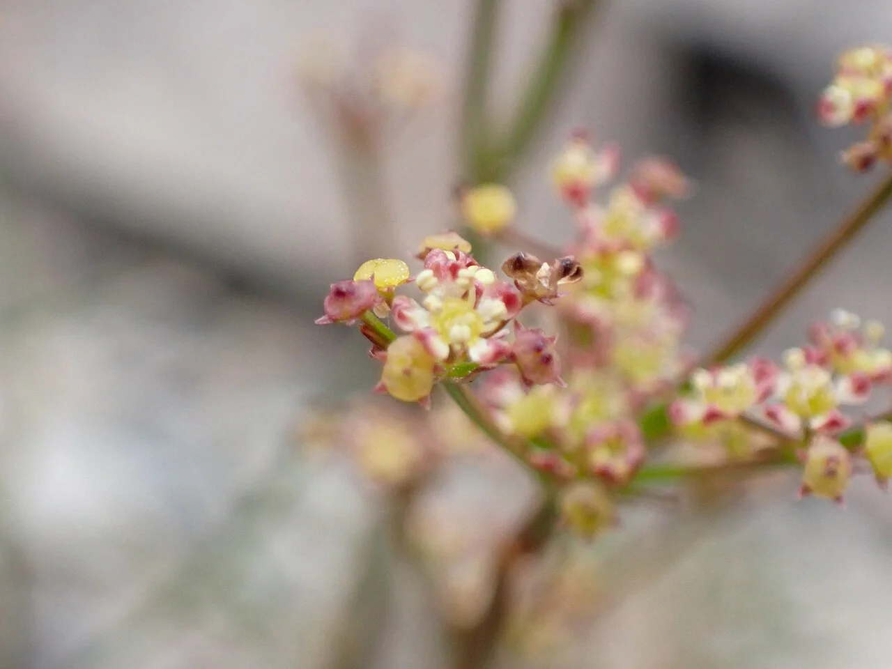 Anisotome filifolia with finely divided leaves and an umbel of small flowers