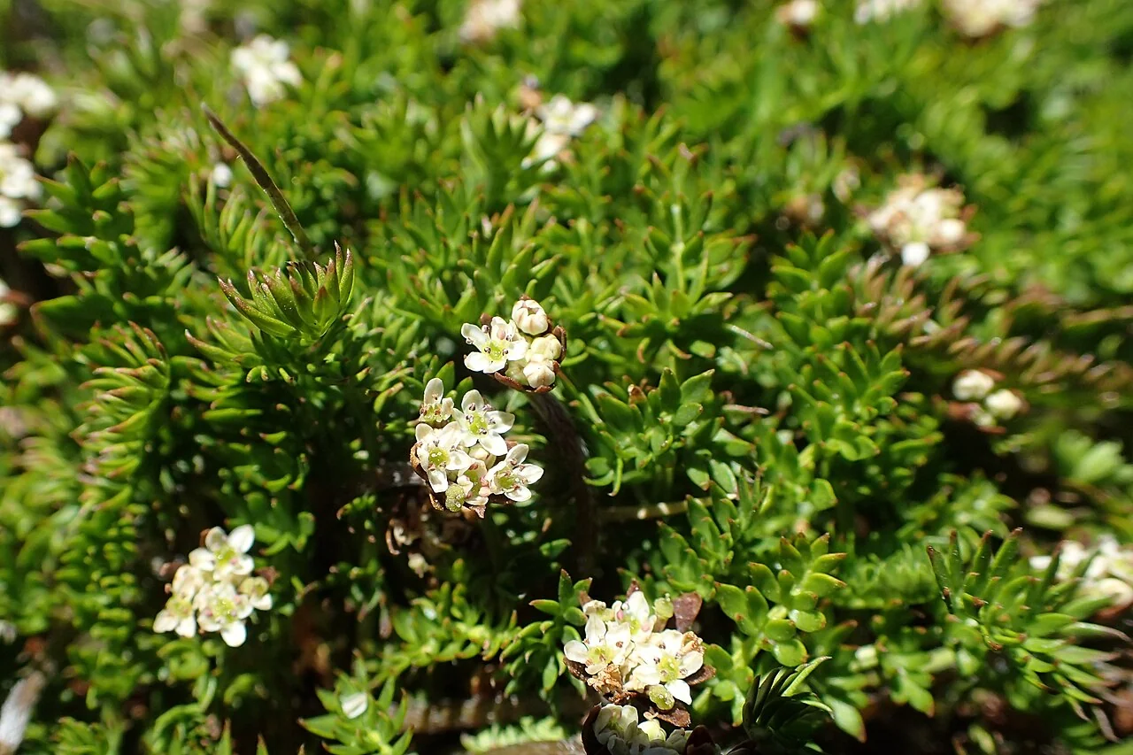 Wavy-leaved Anisotome (Anisotome flexuosa) hero image