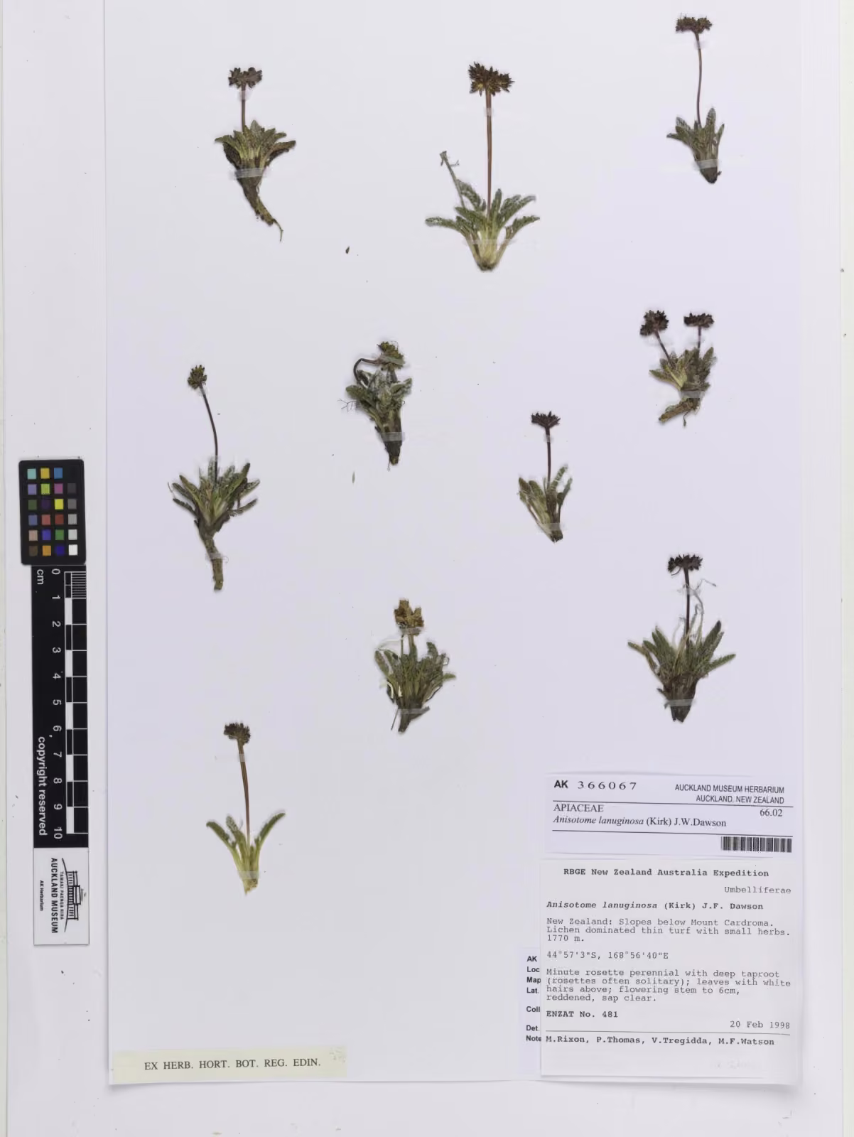 Anisotome lanuginosa (Anisotome lanuginosa)