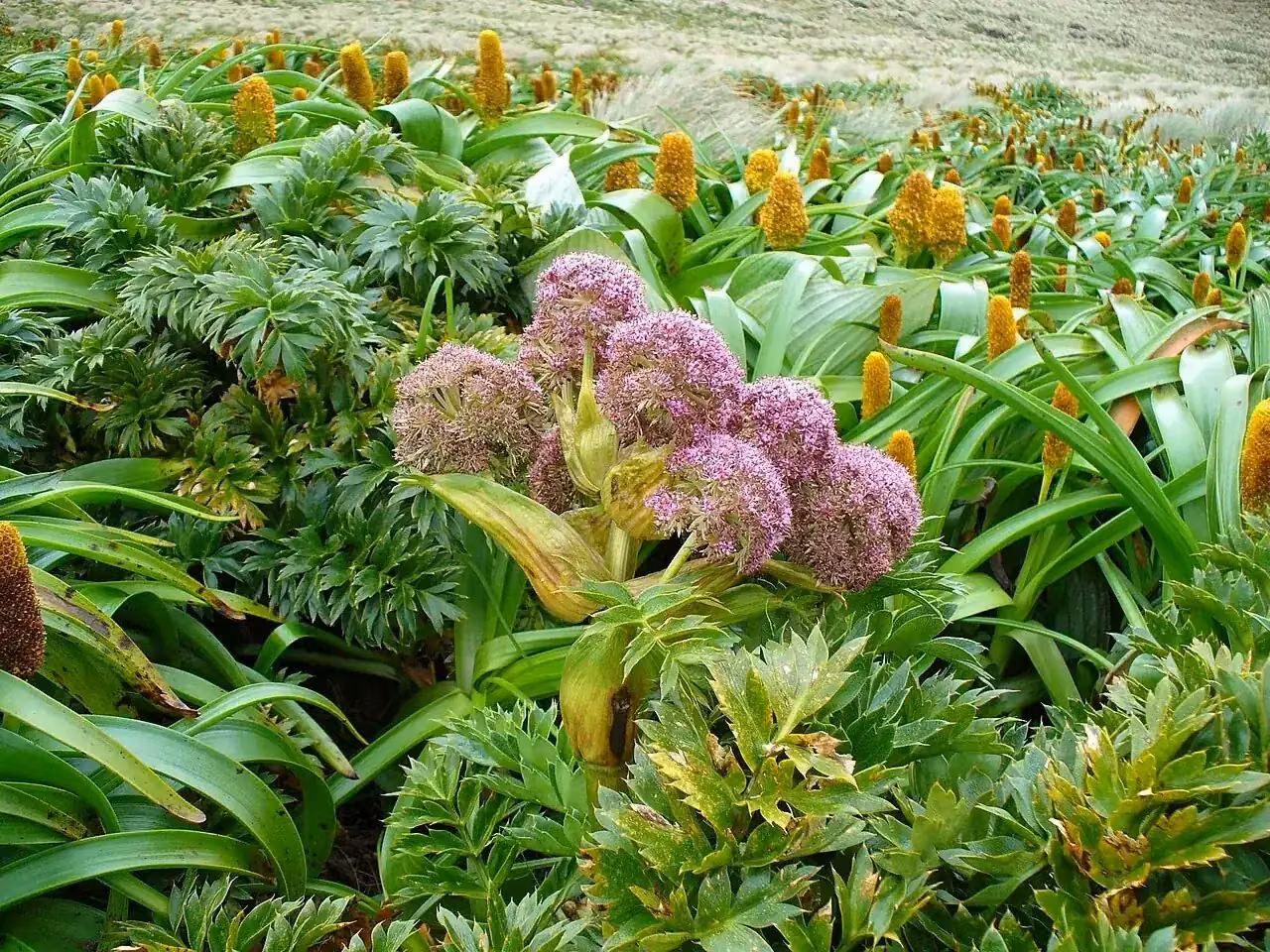 Campbell Island Carrot (Anisotome latifolia)