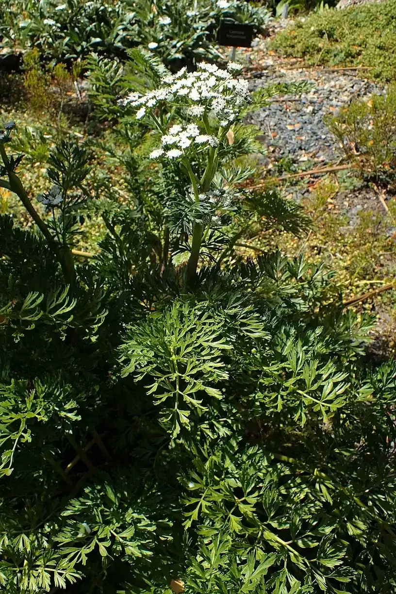 Anisotome lyallii (Lyall's Carrot)