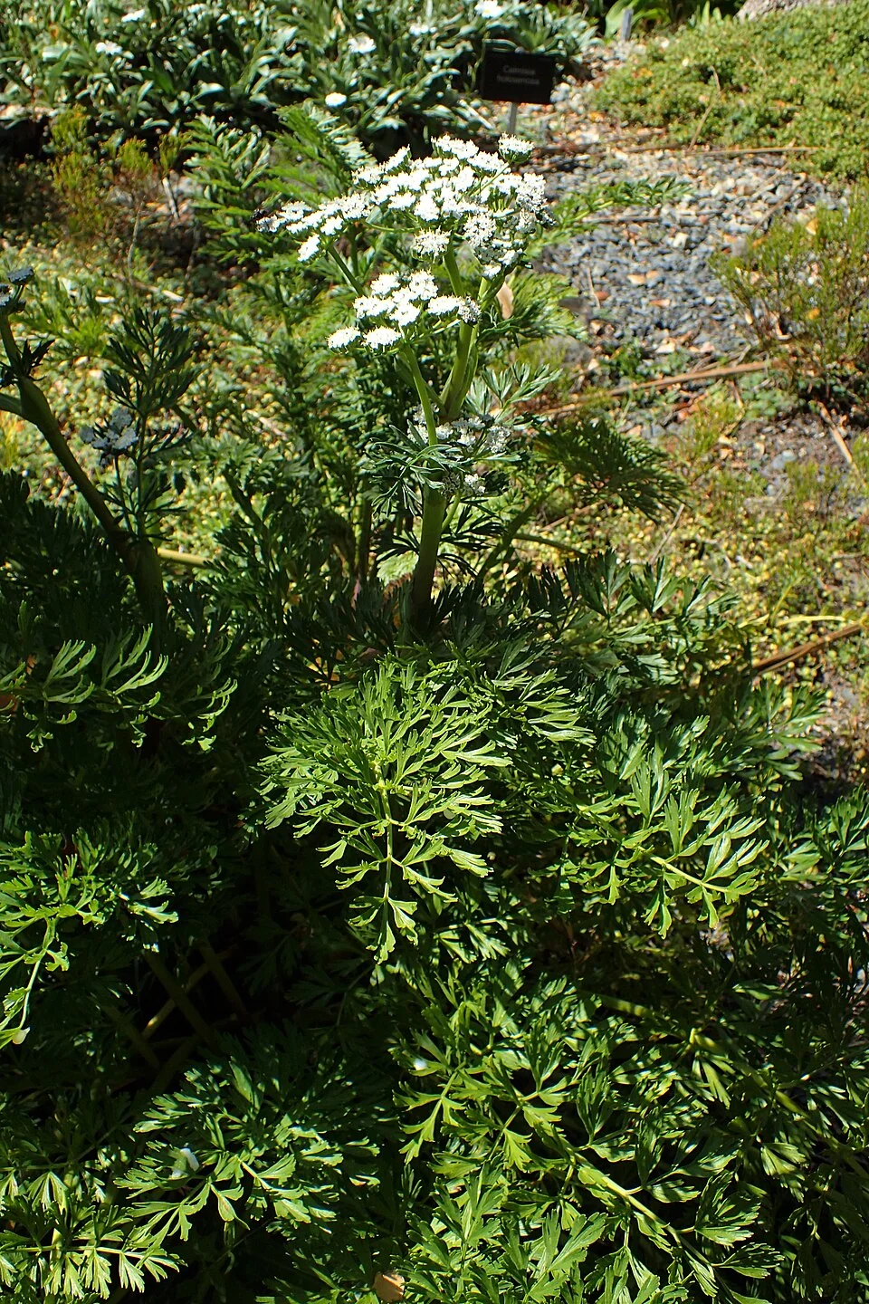 Lyall's Carrot (Anisotome lyallii) hero image