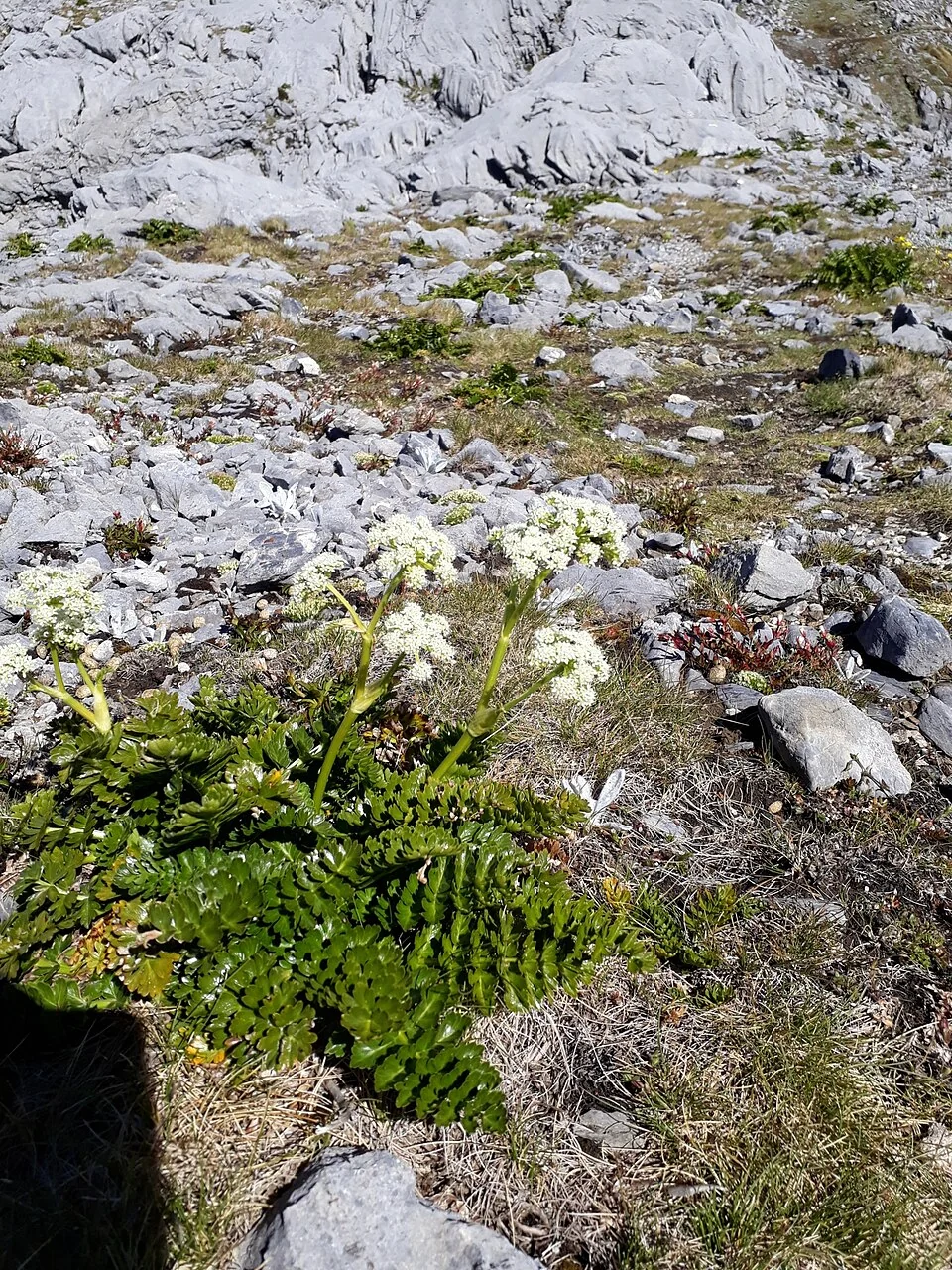 Woolly Anisotome (Anisotome pilifera) hero image