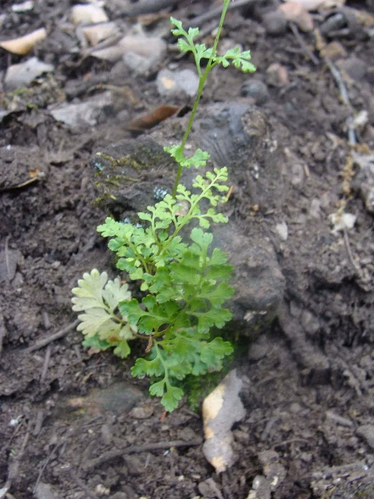 Annual Fern (Anogramma leptophylla)