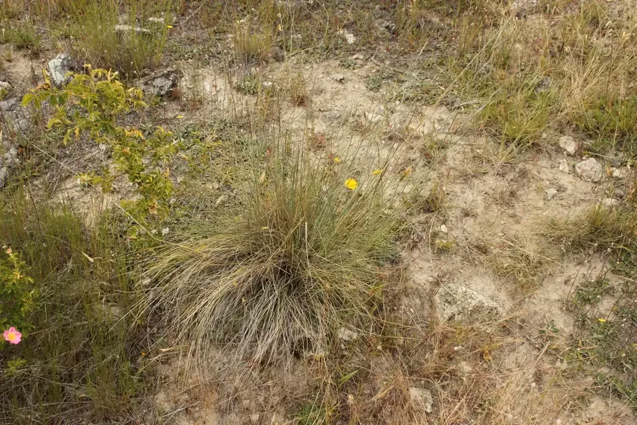 Blue Wheat Grass (Anthosachne aprica)