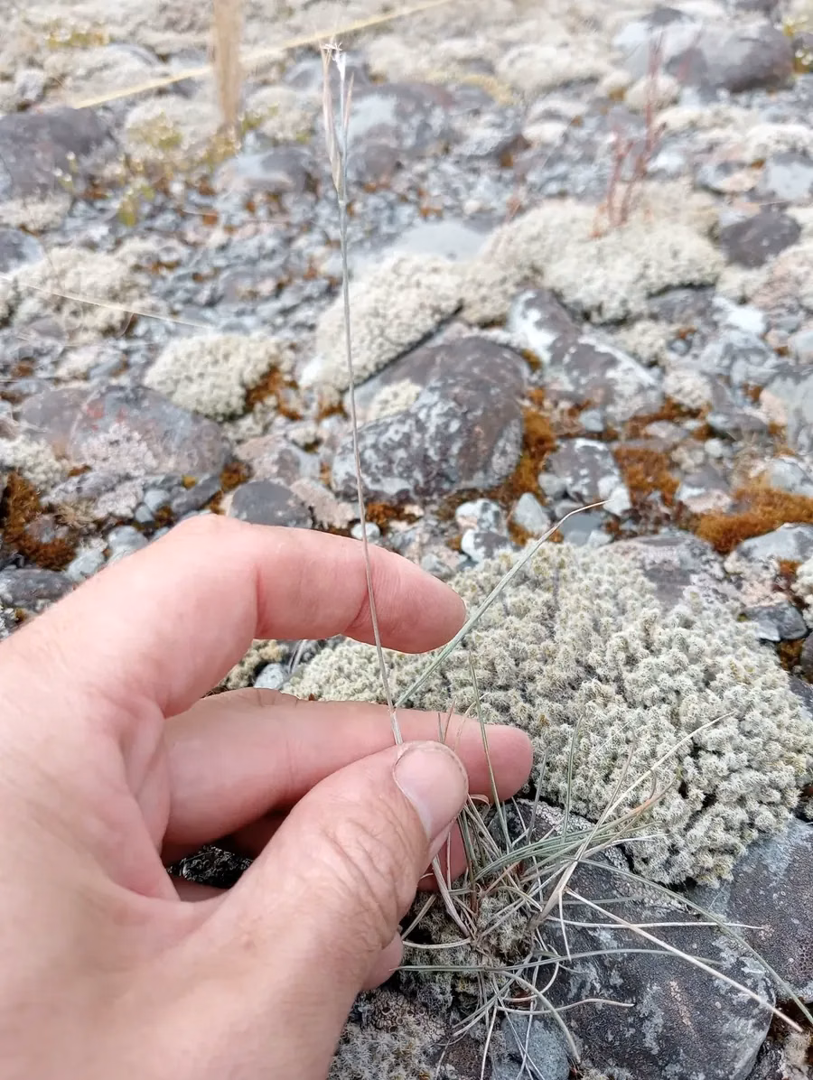 Anthosachne Falcis Grass (Anthosachne falcis)