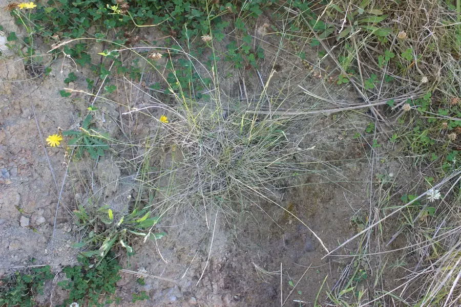 Anthosachne Kingiana Grass (Anthosachne kingiana)