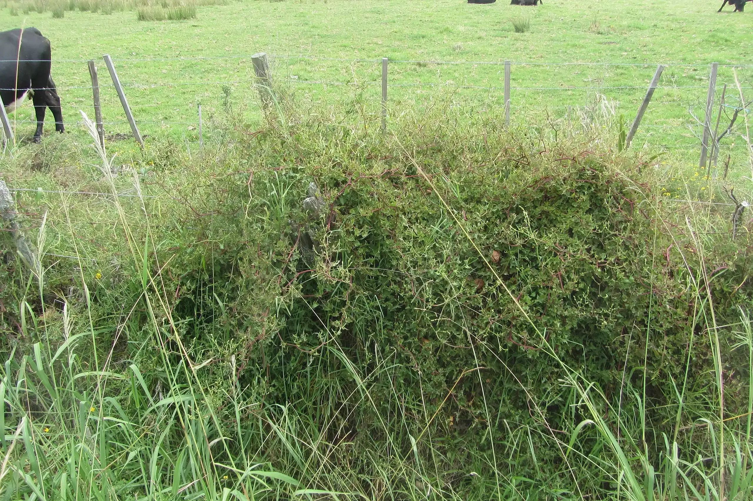 Marlborough Wheatgrass